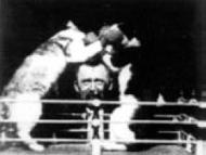 The Boxing Cats (Prof. Welton's)
