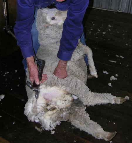 Sheep Shearer Person Listen 